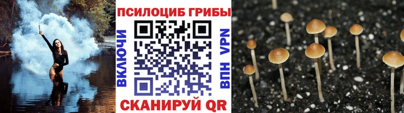 Псилоцибиновые грибы Psilocybe  Динская 